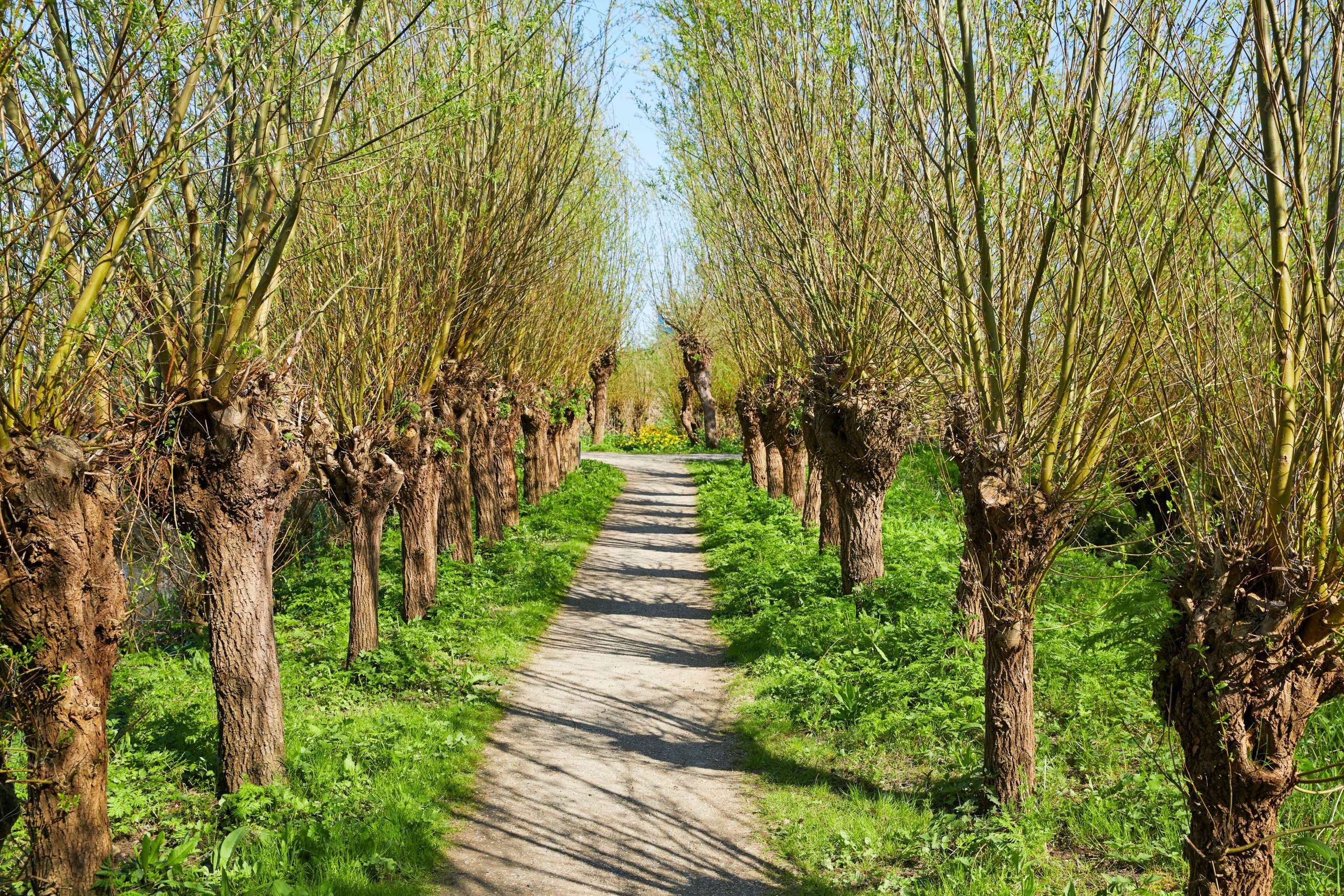 <strong><span style="font-size:16px;">BUSSUM</span></strong> Wandeling Natuurlijk ritme maart: in bezieling creëren en vorm vinden
