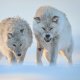 Arctique - sneeuwwolven - wolven