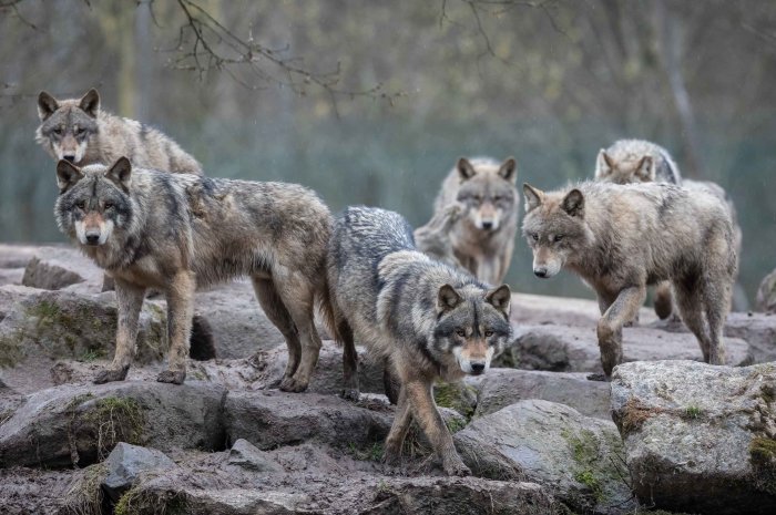 la vallée des loups