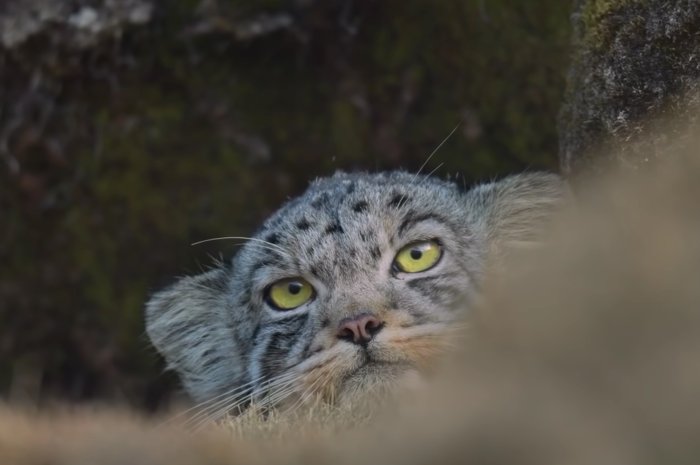 la panthere des neiges - vincent munier