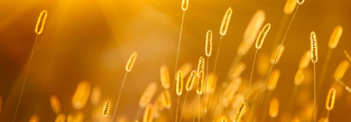 Wandeling Natuurlijk ritme juni: voluit naar het hoogtepunt en het kantelpunt